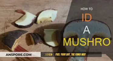 Mushroom Identification: A Guide to Knowing Your Fungi