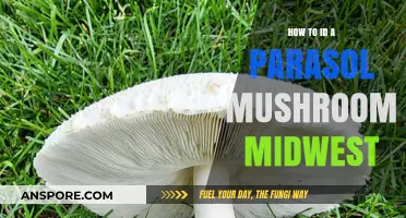 Identifying Parasol Mushrooms in the Midwest: A Forager's Guide