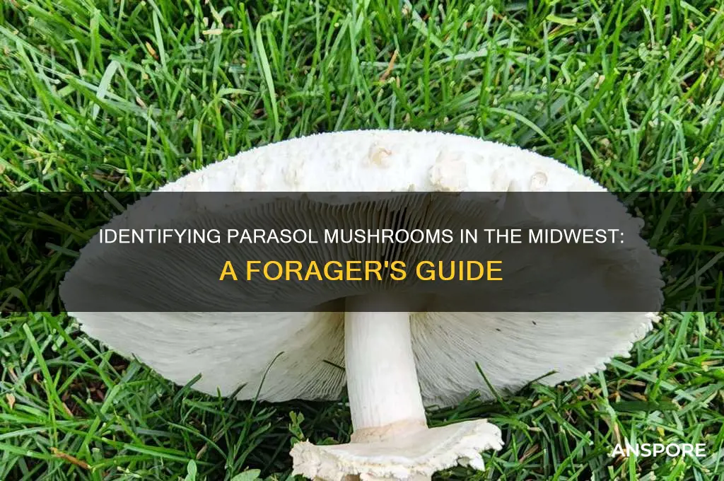how to id a parasol mushroom midwest