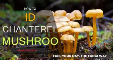 Identifying Chanterelle Mushrooms: A Forager's Guide