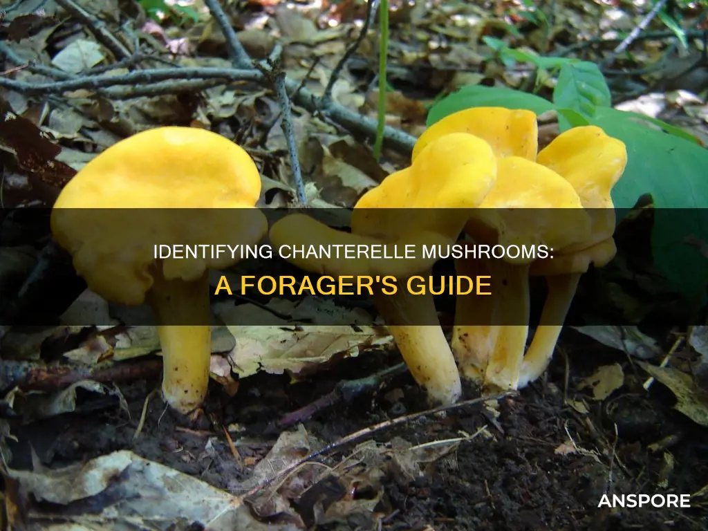 how to id chanterelle mushrooms