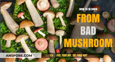 Identifying Edible Mushrooms: A Guide to Spotting Safe vs. Toxic Varieties