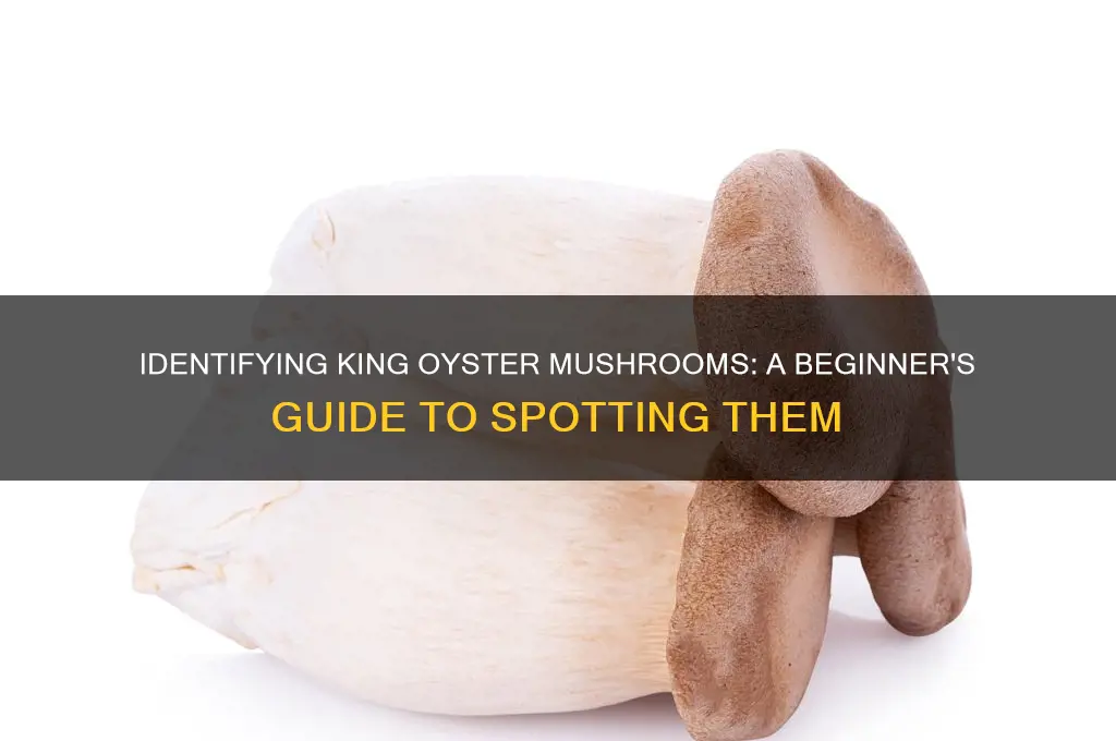 how to id king oyster mushrooms