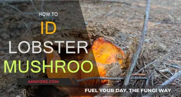 Identifying Lobster Mushrooms: A Beginner's Guide