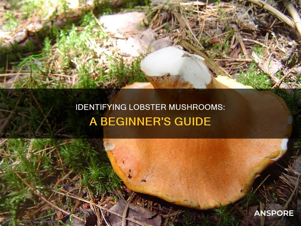 how to id lobster mushroom