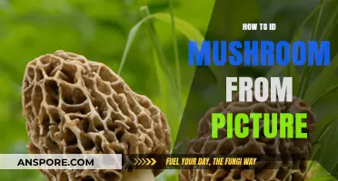 Master Mushroom Identification: Accurate Tips for Analyzing Photos Effectively