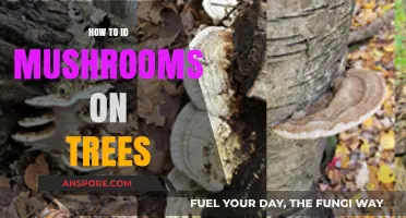 Identifying Tree-Growing Mushrooms: A Beginner's Guide to Forest Fungi