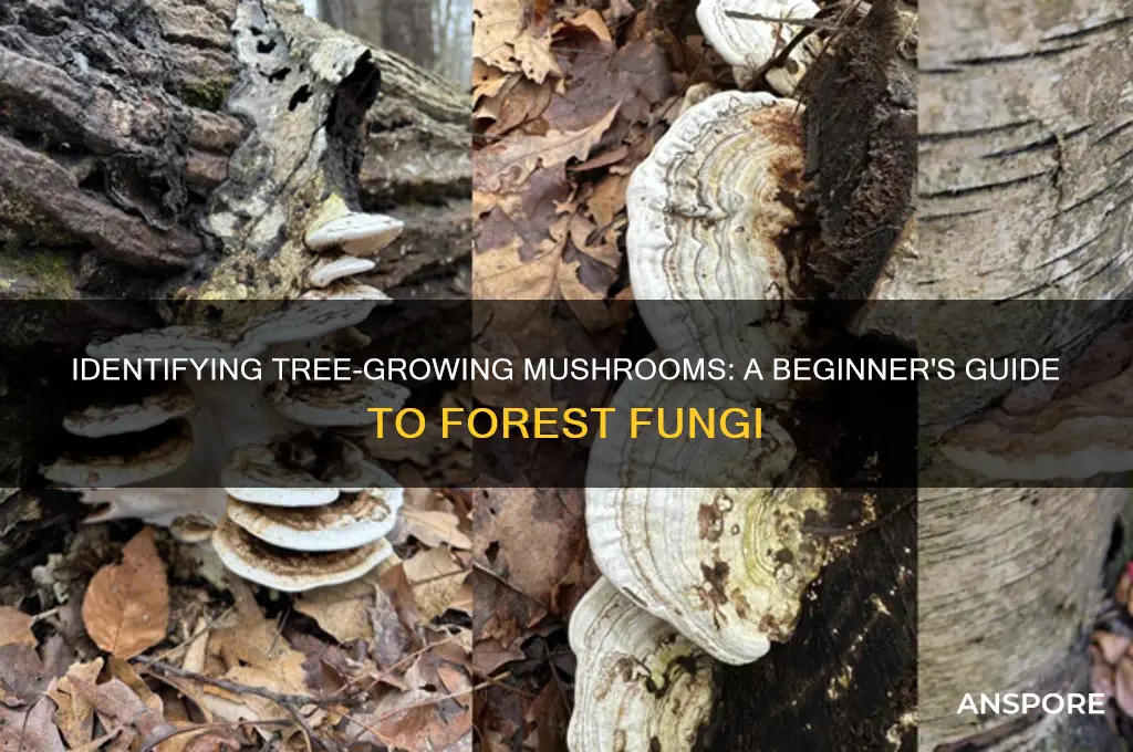 how to id mushrooms on trees