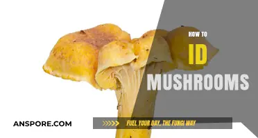 Identifying Mushrooms: A Beginner's Guide to Foraging Safely