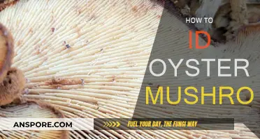 Identifying Oyster Mushrooms: A Beginner's Guide