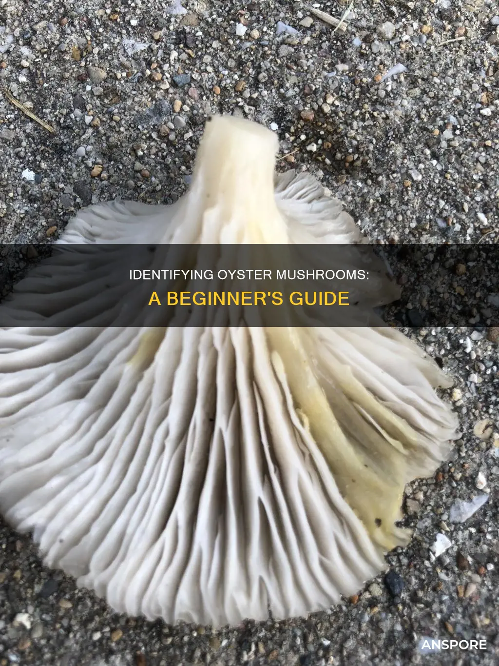 how to id oyster mushrooms