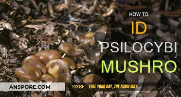 Identifying Magic Mushrooms: A Guide to Psilocybin Identification