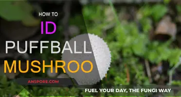 Identifying Puffball Mushrooms: A Simple Guide