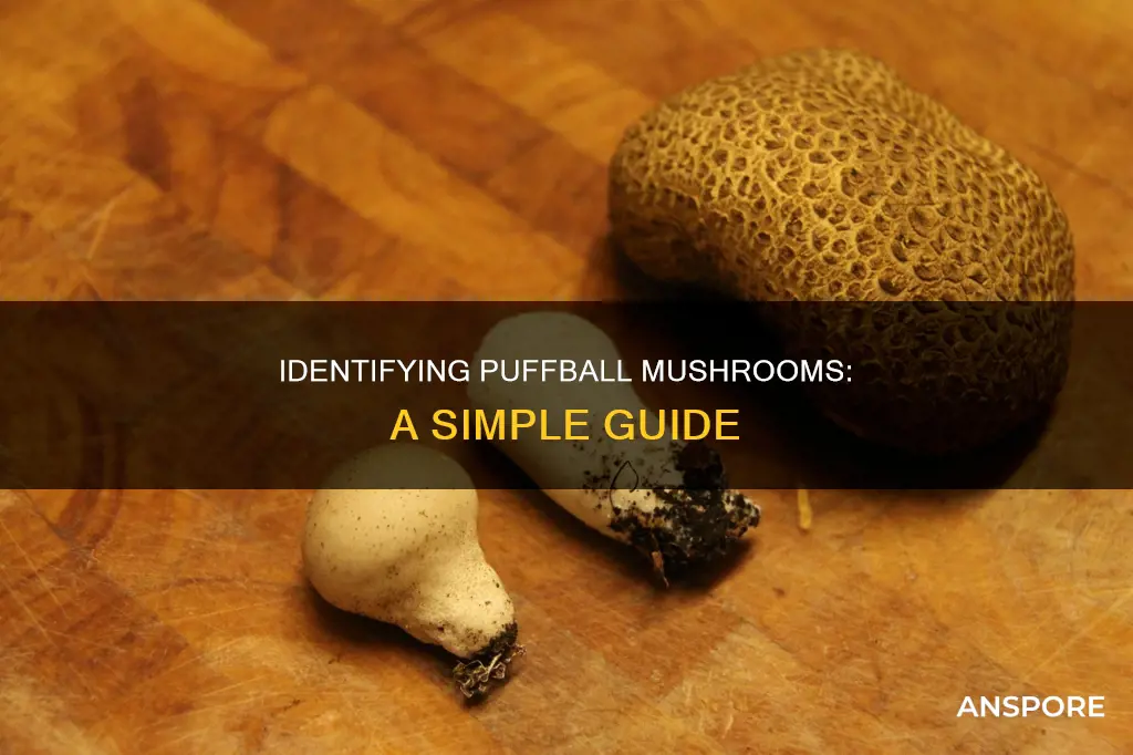 how to id puffball mushroom