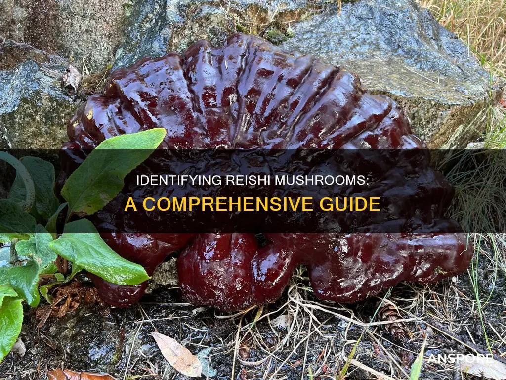 how to id reishi mushroom