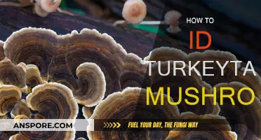 Identifying Turkey Tail Mushrooms: What to Look For