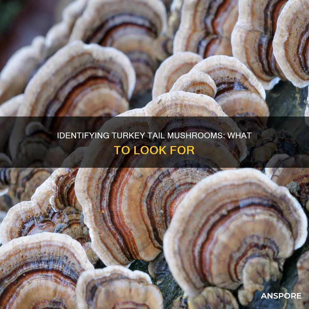 how to id turkeytail mushroom