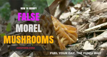 Spotting False Morels: Essential Tips to Identify Imposter Mushrooms Safely