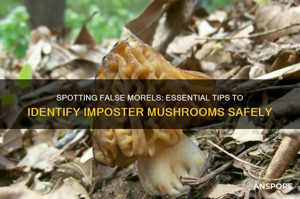 how to idenify false morel mushrooms