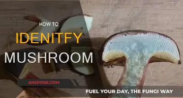 Identifying Mushrooms: A Beginner's Guide to Safe Foraging