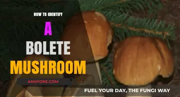 Spotting Boletes: Essential Tips to Identify Bolete Mushrooms Accurately