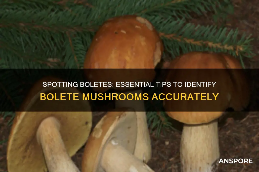how to identify a bolete mushroom