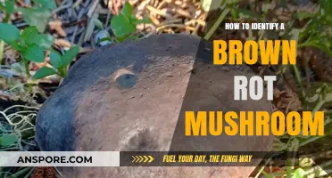 Spotting Brown Rot Mushrooms: Key Identification Tips and Characteristics