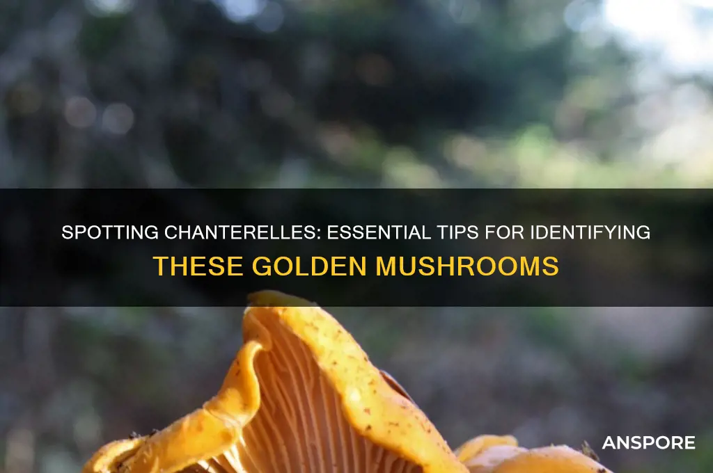 how to identify a chanterelle mushroom