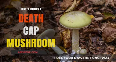 Spotting the Deadly Death Cap: A Mushroom Identification Guide