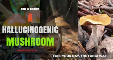Spotting Hallucinogenic Mushrooms: A Guide to Safe Identification Techniques