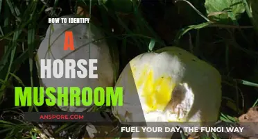 Spotting Horse Mushrooms: A Beginner's Guide to Identification