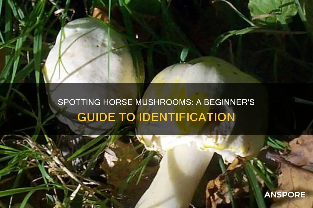 how to identify a horse mushroom