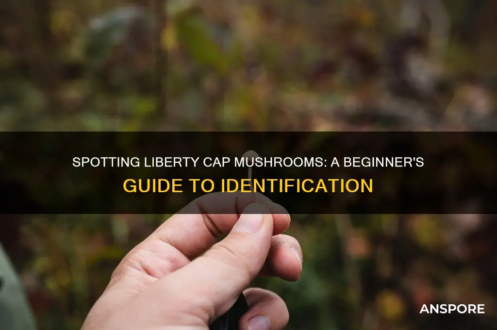 how to identify a liberty cap mushroom