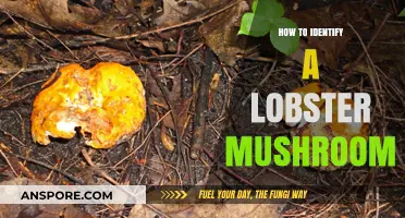 Spotting Lobster Mushrooms: A Guide to Identifying This Unique Fungus