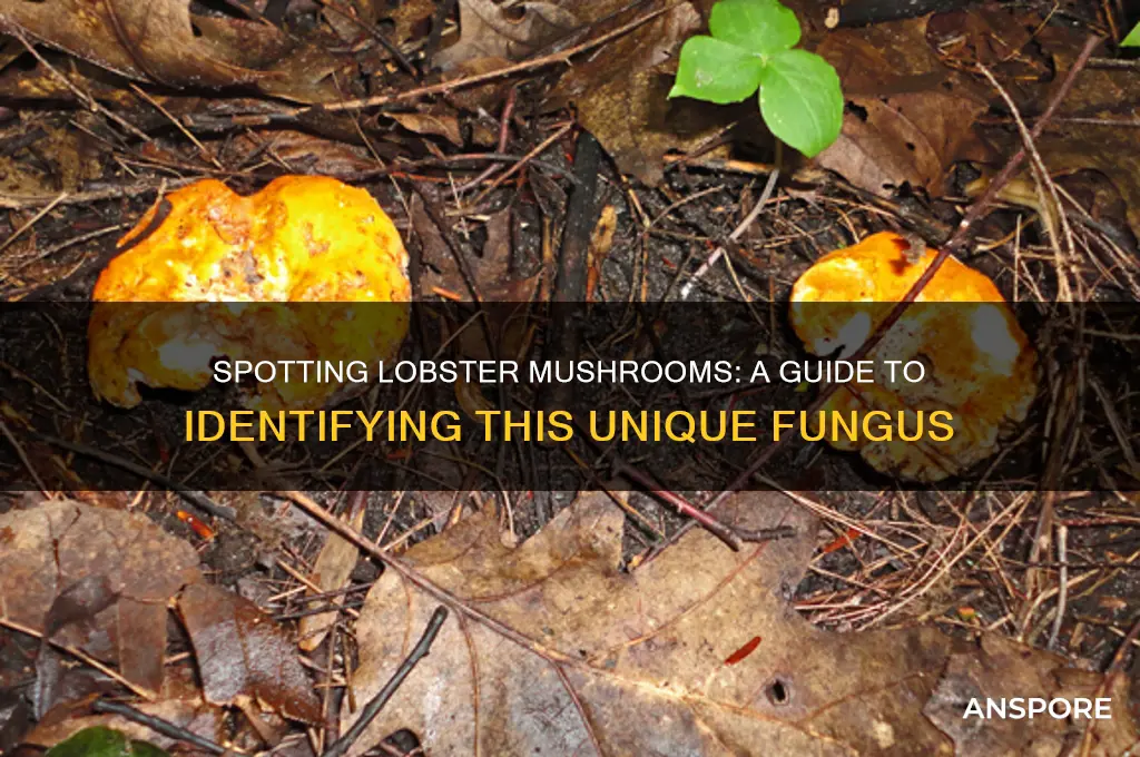 how to identify a lobster mushroom