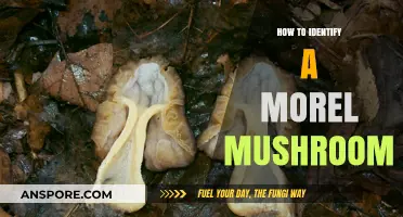 Mastering Morel Identification: Key Traits to Spot These Prized Mushrooms