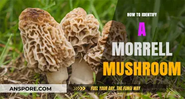 Spotting Morrell Mushrooms: Essential Tips for Accurate Identification