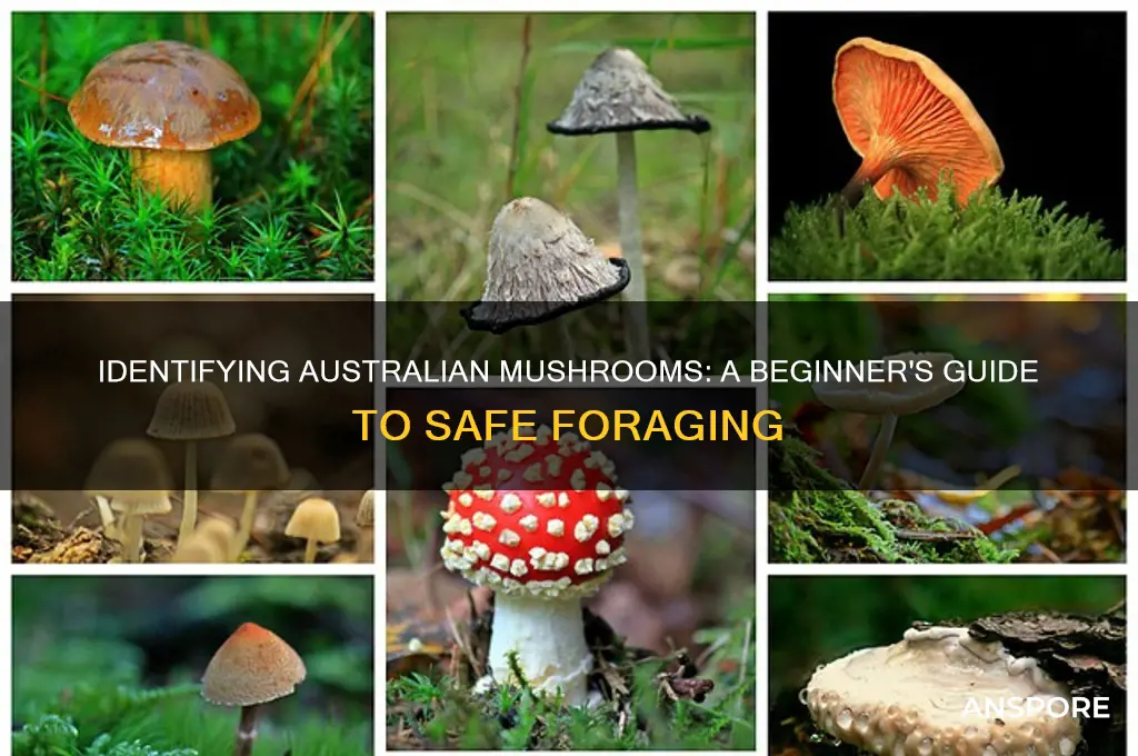 how to identify a mushroom australia
