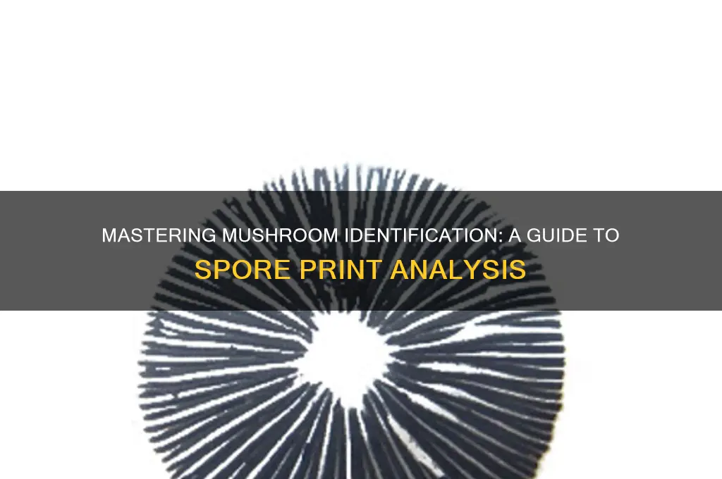 how to identify a mushroom from a spore print