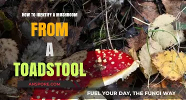 Mushroom or Toadstool: A Beginner's Guide to Identification