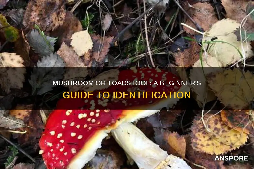 how to identify a mushroom from a toadstool
