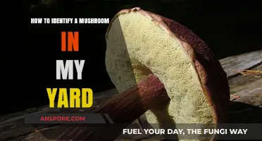 Spotting Yard Mushrooms: A Beginner's Guide to Identification