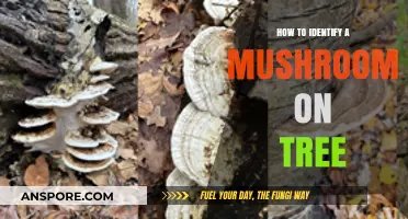Spotting Tree Mushrooms: A Beginner's Guide to Identification