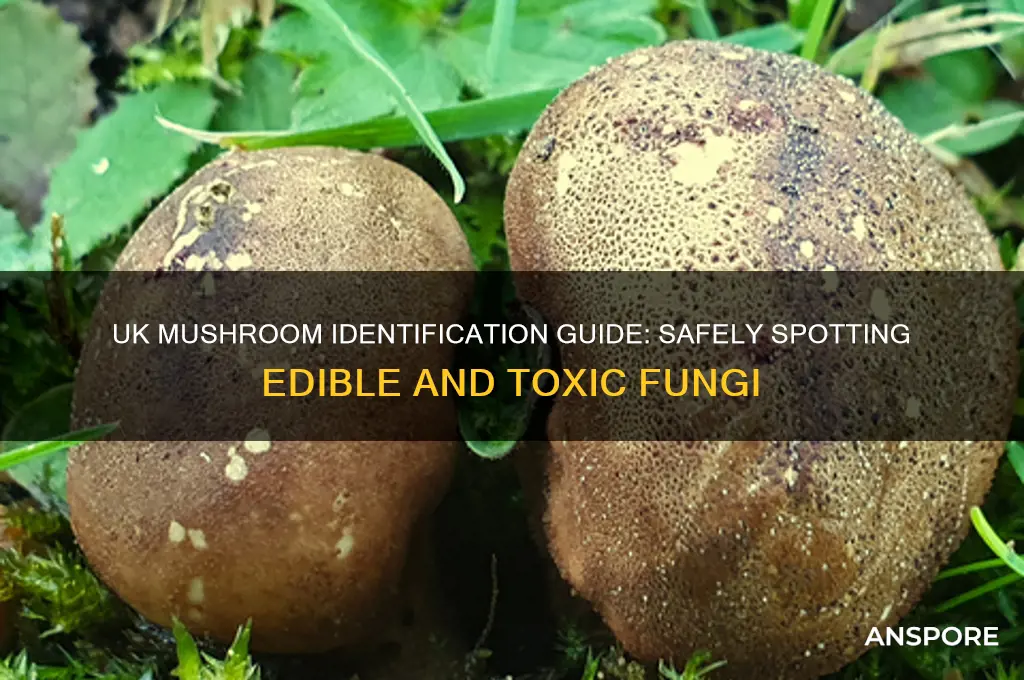 how to identify a mushroom uk