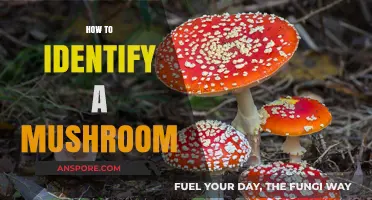 Mushroom Identification: A Beginner's Guide to Foraging Safely
