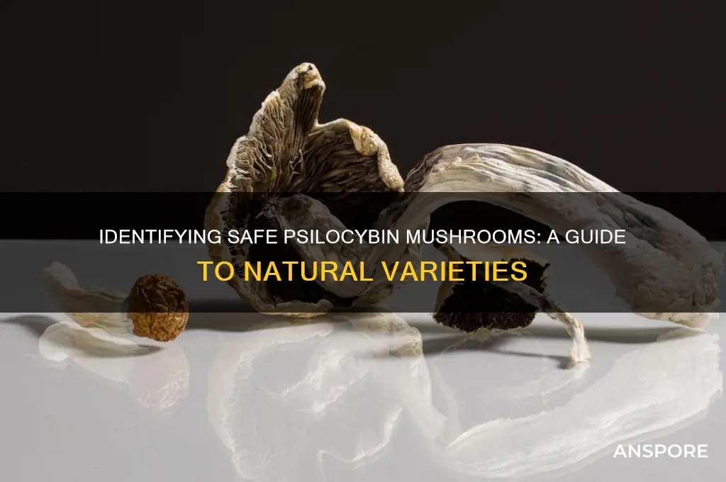 how to identify a natural or real safe psilocybin mushroom