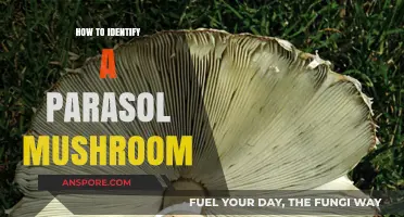 Spotting Parasol Mushrooms: Essential Tips for Accurate Identification