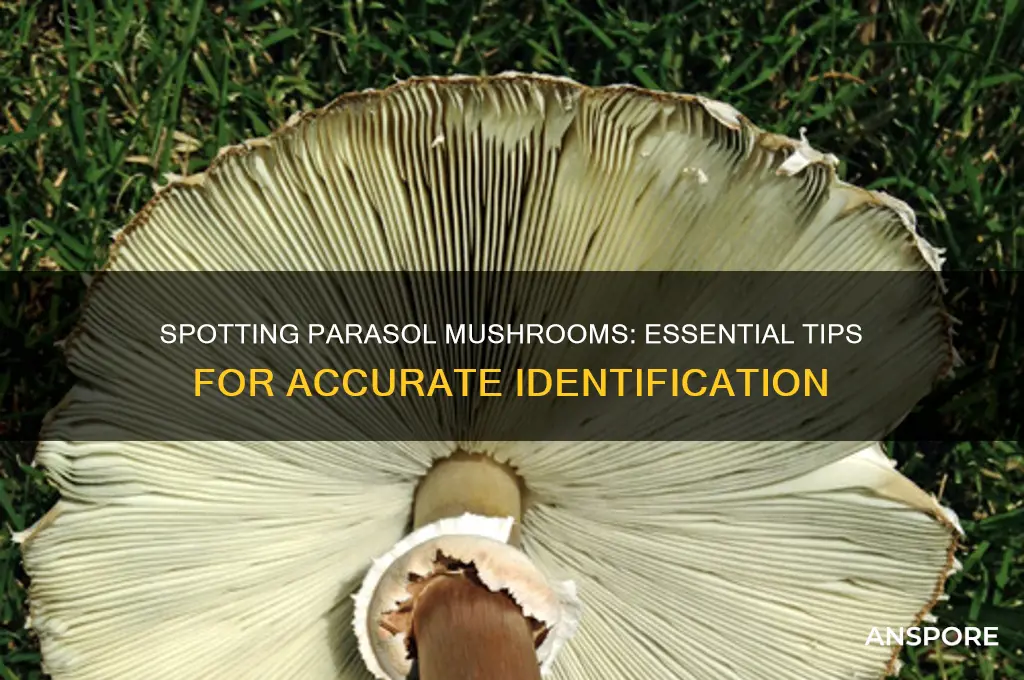 how to identify a parasol mushroom