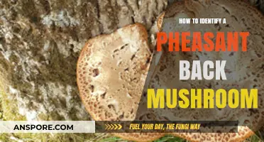 Spotting Pheasant Back Mushrooms: Key Identification Tips and Features