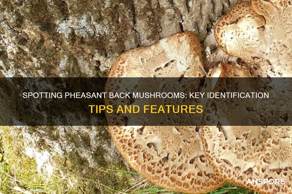 how to identify a pheasant back mushroom